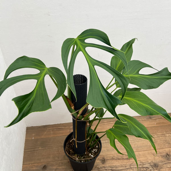 V4 モンステラ バールマルクスフレーム 【公式通販】