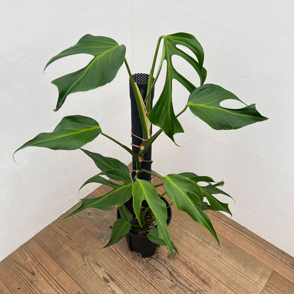 園芸ネット本店｜モンステラ：ディセラータ バールマルクスフレーム 8