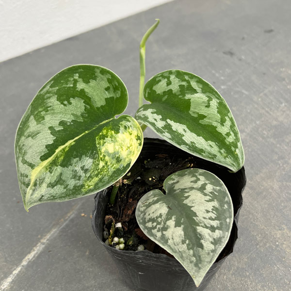 園芸ネット本店｜[ザ・ファームセレクト]スキンダプサス：バクダパティ