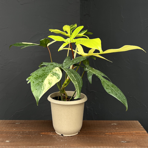 園芸ネット本店｜フィロデンドロン：フロリダビューティーバリエガータ