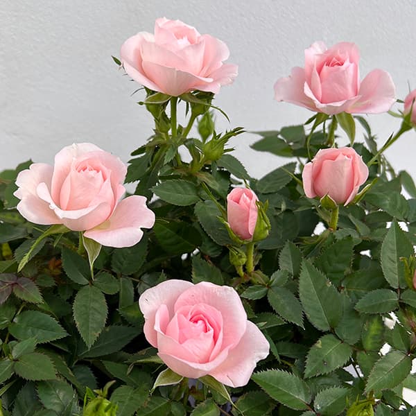 園芸ネット本店｜ミニバラ：クリームピンク ロスアロマ3.5号ポット の