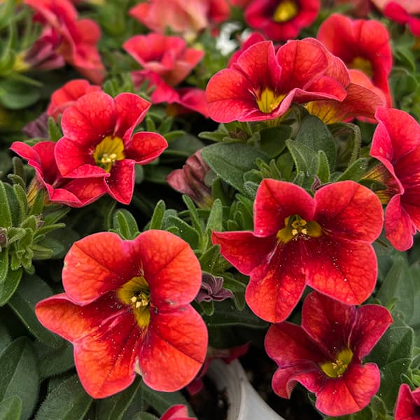 園芸ネット本店｜[26年4月下旬予約]カリブラコア：セレブレーション