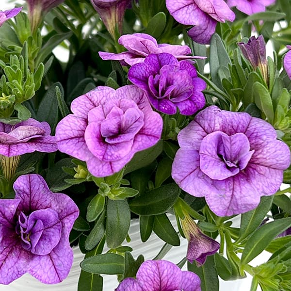 園芸ネット本店｜カリブラコア（八重咲）：オロダブルライトブルー3.5