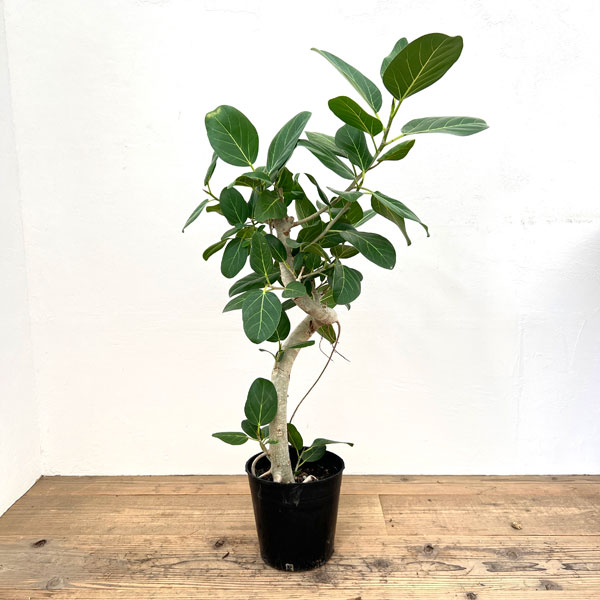 園芸ネット本店｜フィカス：ベンガレンシス 7号25-01 の通販【公式】