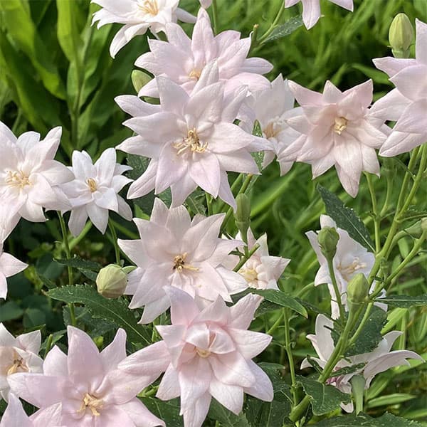 園芸ネット本店｜キキョウ(桔梗）：八重咲きソフトピンクききょう