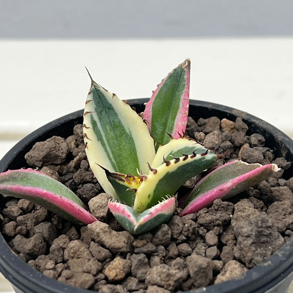 園芸ネット本店｜アガベ：チタノタ スナグルトゥース 3号ポット の通販