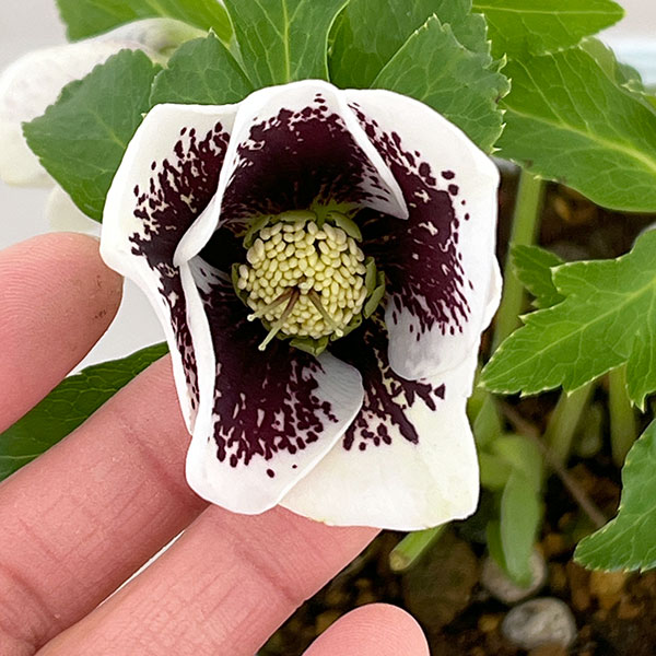 園芸ネット本店｜松村ナーセリーさんのクリスマスローズ：26-23