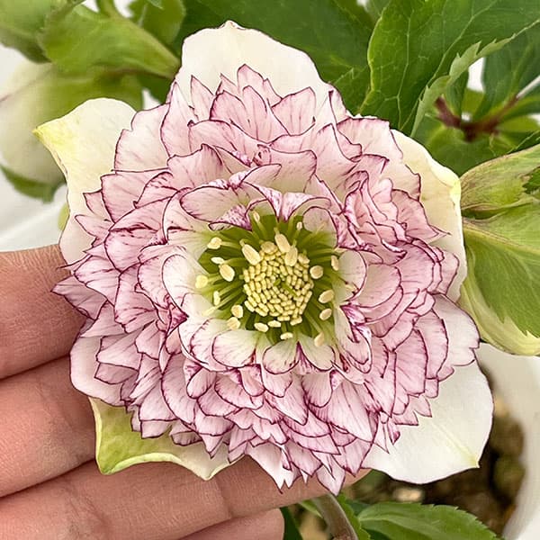 園芸ネット本店｜松村ナーセリーさんのクリスマスローズ：26-81ダブル