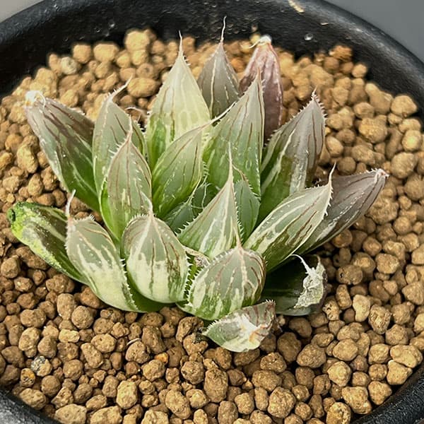 園芸ネット本店｜ハオルチア：ダビディ錦 2.5号鉢植え の通販【公式】