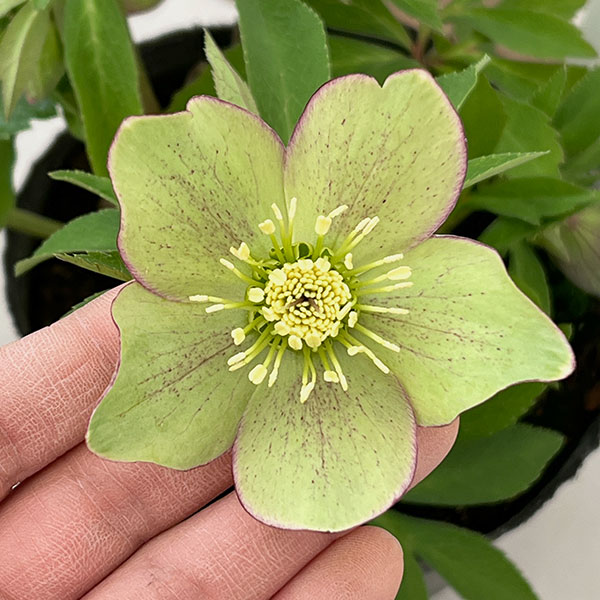 園芸ネット本店｜花郷園さんのクリスマスローズ：26-33シングル4.5号