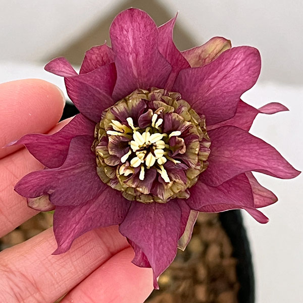 園芸ネット本店｜吉田園芸さんのクリスマスローズ：ヒデコートダブル26