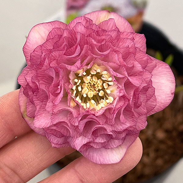 園芸ネット本店｜吉田園芸さんのクリスマスローズ：多弁交配26-03／4.5