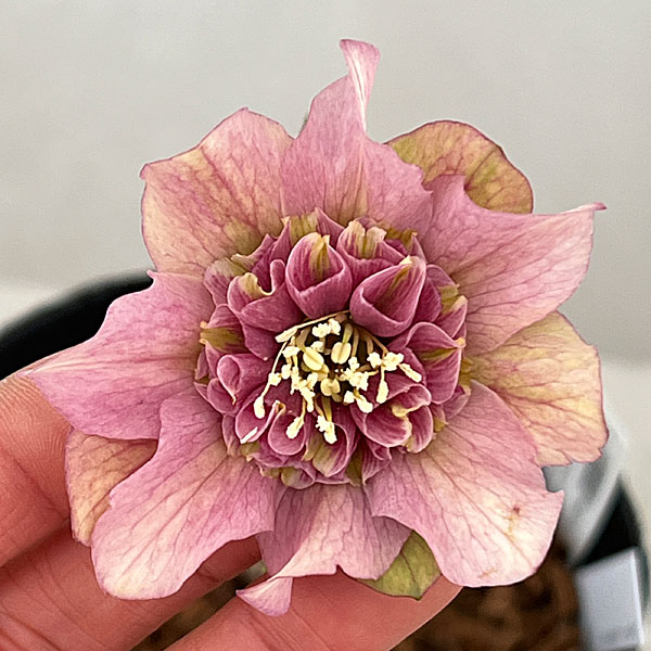 園芸ネット本店｜吉田園芸さんのクリスマスローズ：ヒデコート