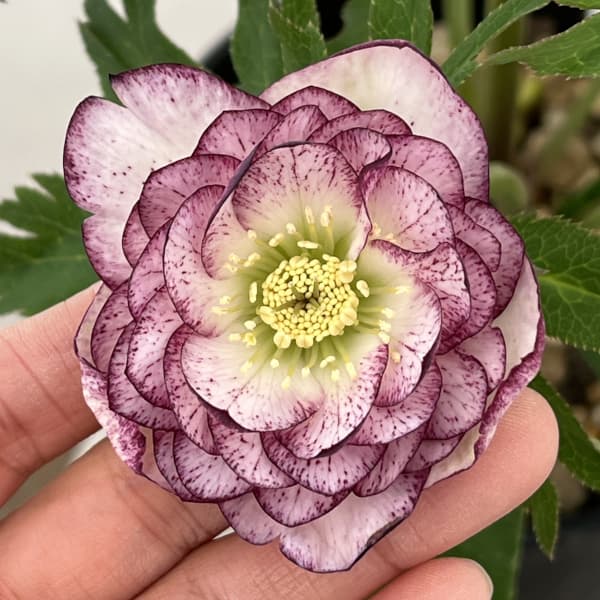 園芸ネット本店｜高正園さんのクリスマスローズ：26-60ダブル／5号