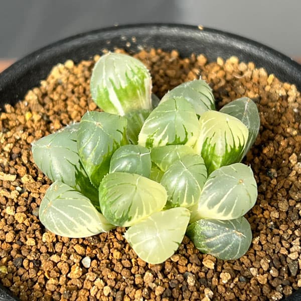 園芸ネット本店｜ハオルチア：姫オブツーサ錦2.5号鉢植え の通販【公式】