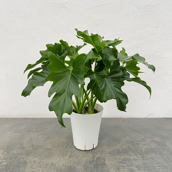 園芸ネット本店｜フィロデンドロン：セローム 4号鉢植え* の通販【公式】