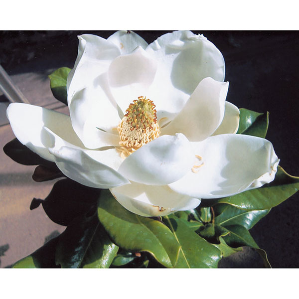 園芸ネット本店｜タイサンボク：ケイパレス3号ポット の通販【公式】