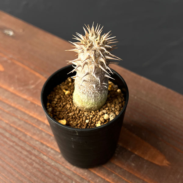 園芸ネット本店｜パキポディウム：デンシフローラム（実生）2.5号