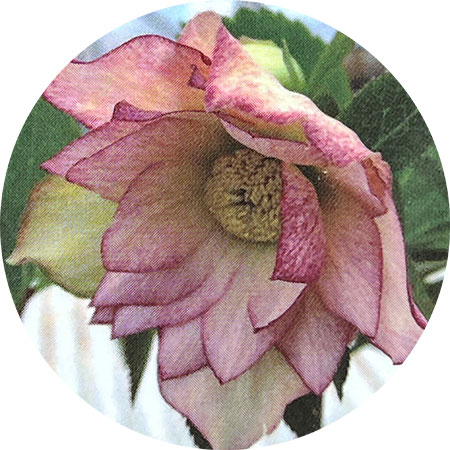 園芸ネット本店｜高正園さんのクリスマスローズ：ダブル ピコティ5号