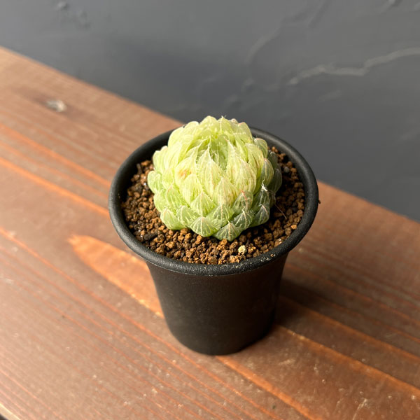 園芸ネット本店｜ハオルチア：翠雲錦2.5号鉢植え の通販【公式】