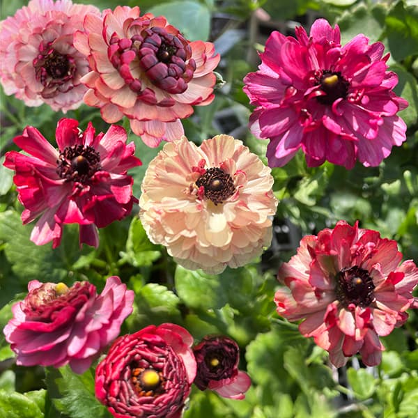 園芸ネット本店｜ラナンキュラス：イカロス ローズピンク系（色幅あり