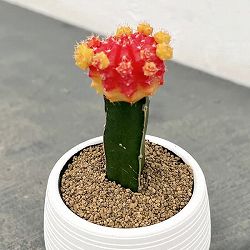 園芸ネット本店｜フェロカクタス：赤鳳 8号鉢植え の通販【公式】