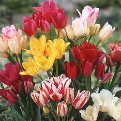 園芸ネット本店｜チューリップ（枝咲き）：キャンディークラブ4球入