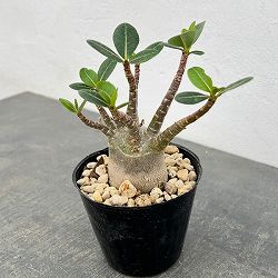 園芸ネット本店｜オペルクリカリア：デカリー （実生株） 4号鉢植え24