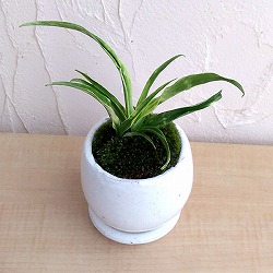 園芸ネット本店｜オモト の商品一覧【公式】