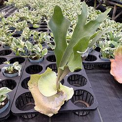 園芸ネット本店｜ビカクシダ：ミックススポア株（willinckii Wild Cat