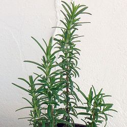 園芸ネット本店｜ローズマリー（立性）：レックス3号ポット2株セット