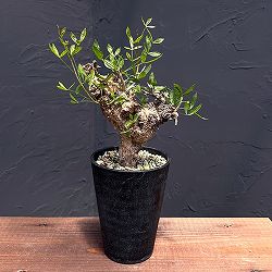 園芸ネット本店｜パキポディウム：マカイエンセ （魔界玉）4号23-01 の