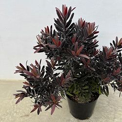 園芸ネット本店｜リューカデンドロン：チェーキー 7号鉢植え の通販