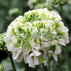 園芸ネット本店｜ラナンキュラス：ポンポン ハーマイオニー4号ポット苗