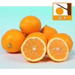 園芸ネット本店｜スモモ(プラム）：ふかさわ4号ポット の通販【公式】