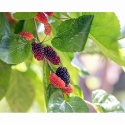 園芸ネット本店｜マルベリー（桑）：USA 3号ポット の通販【公式】