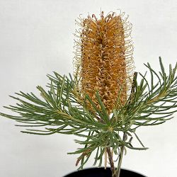 園芸ネット本店｜バンクシア：セイラ7号ポット の通販【公式】