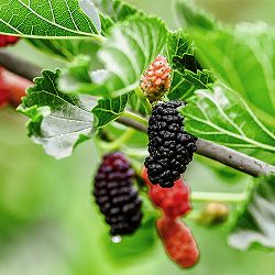 園芸ネット本店｜マルベリー（桑）：白実3-3.5号ポット の通販【公式】