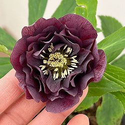 園芸ネット本店｜よりどりお買い得コーナー:クリスマスローズ 2ポット