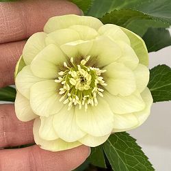 園芸ネット本店｜よりどりお買い得コーナー:クリスマスローズ 2ポット