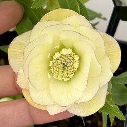 園芸ネット本店｜季節の特集:クリスマスローズ開花株 の商品一覧【公式】