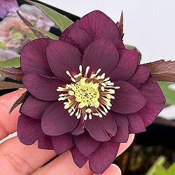 園芸ネット本店｜よりどりお買い得コーナー:クリスマスローズ 2ポット