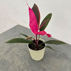 園芸ネット本店｜コルジリネ の商品一覧【公式】