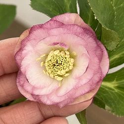 園芸ネット本店｜よりどりお買い得コーナー:クリスマスローズ 2ポット