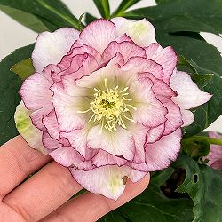 園芸ネット本店｜クリスマスローズ：ダブルエレン26-05／5号鉢【現品