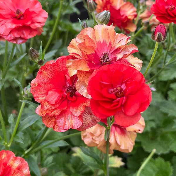 hiroakin様 ラナンキュラスラックス ハデス キュベレー 【公式通販】