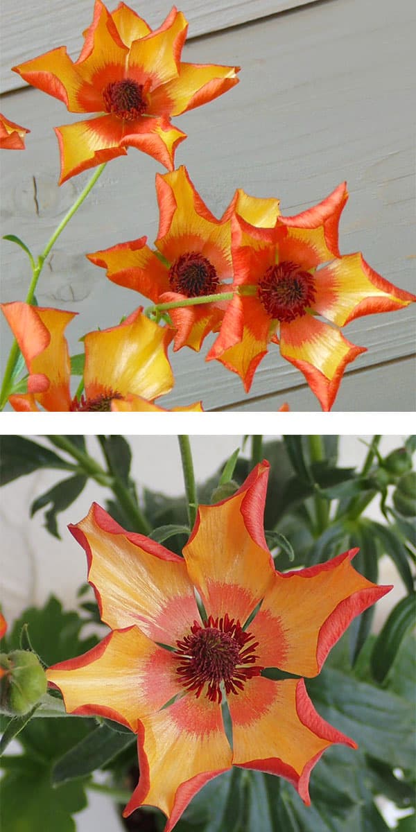 園芸ネット本店｜ラナンキュラス：ラックス ミノアン5号鉢植えカゴ入り