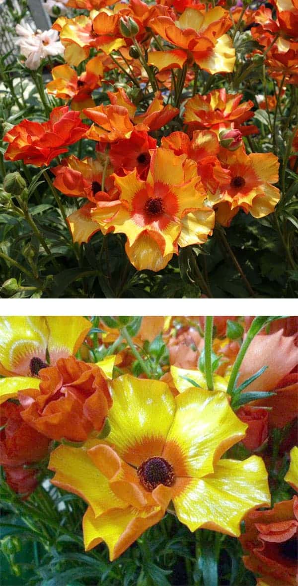 園芸ネット本店｜ラナンキュラス：ラックス ミノアン2／3.5-4号ポット