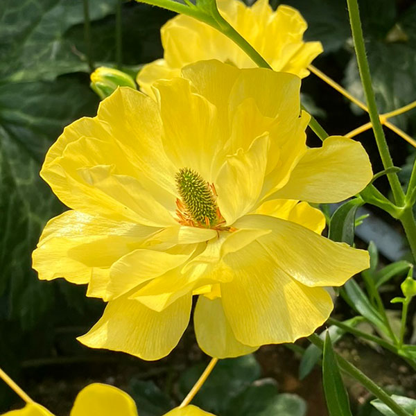 園芸ネット本店｜ラナンキュラス：ラックス3種セット／アリアドネ