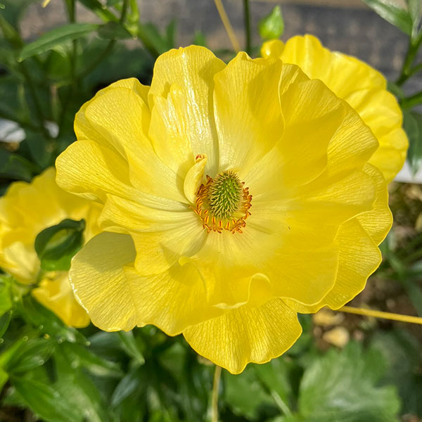 園芸ネット本店｜ラナンキュラス：ラックス ピュタロス5号鉢植えカゴ